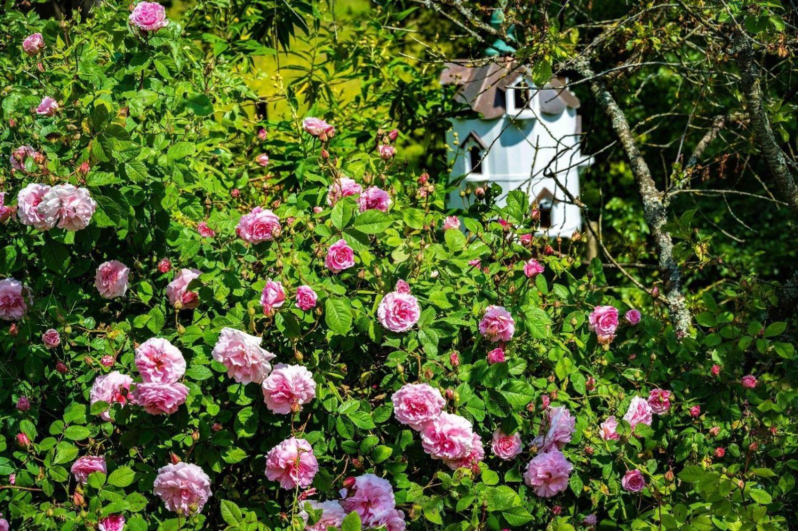 Ebony Cottage Tenbury Eksteriør bilde